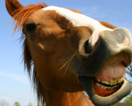 il-cavallo-che-sorride2