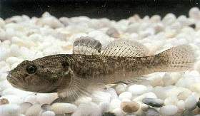 padogobius_martensi-500