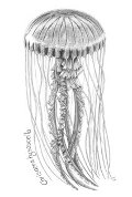 Disegno_di_Elena_Pelizzoli