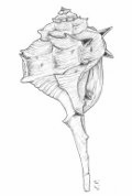 disegnoelena.web
