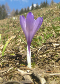 Crocus Merano2