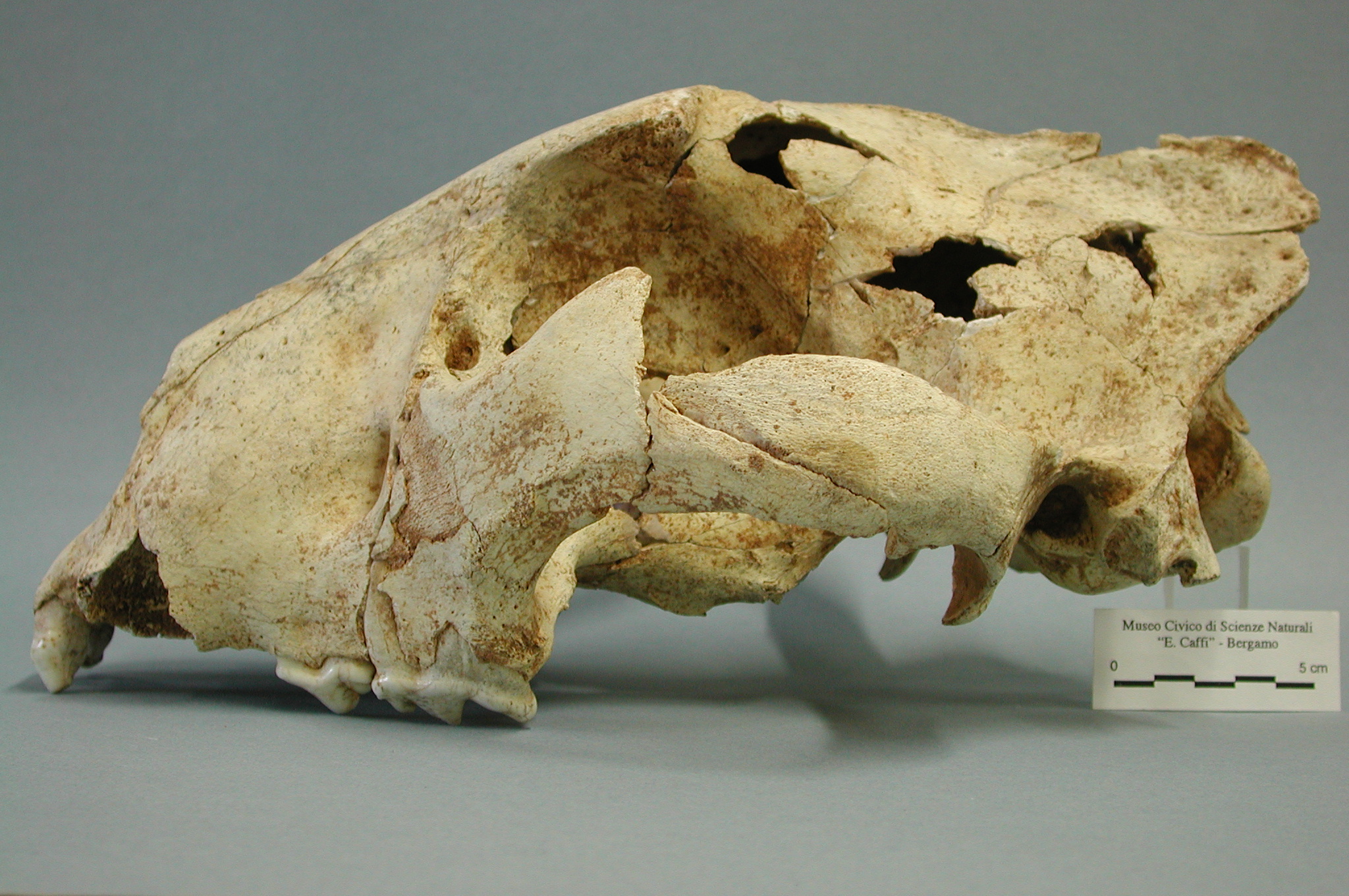 Cranio di Panthera leo spelaea
