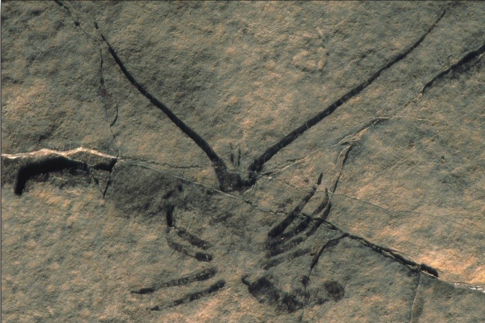 Archaeopalinurus levis