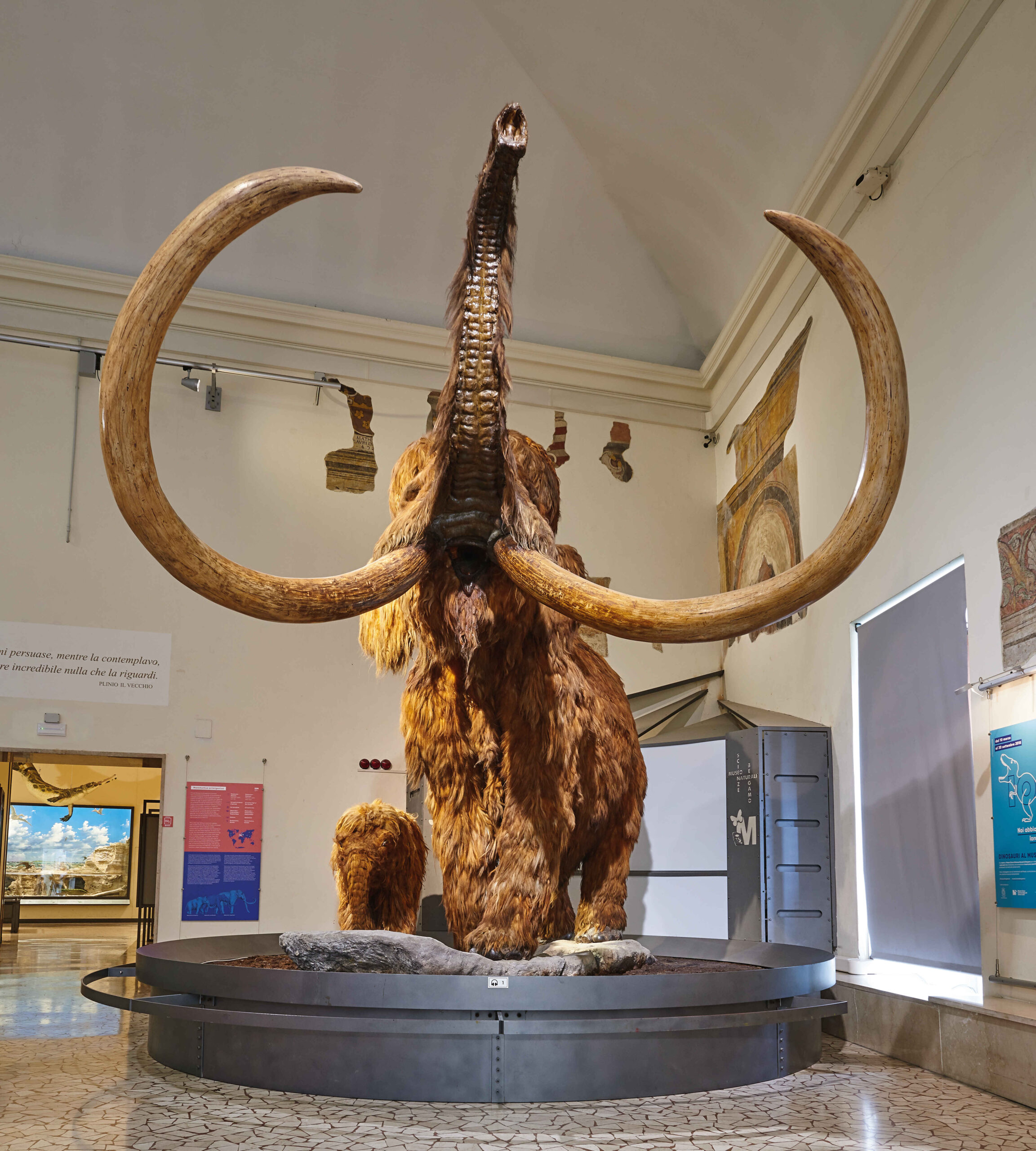 Il Mammut lanoso di Bergamo - Museo Civico di Scienze Naturali di ...