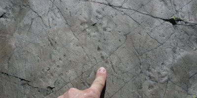 Tracce paleontologiche nella Formazione del Collio