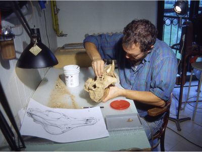 Pulizia e preparazione resti fossili di Ursus spelaeus